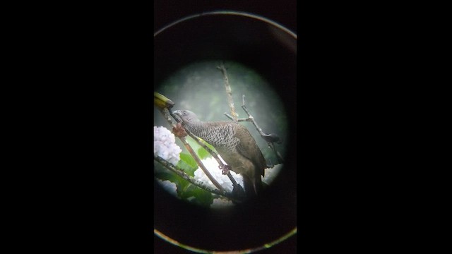 Colombian Chachalaca - ML432085661