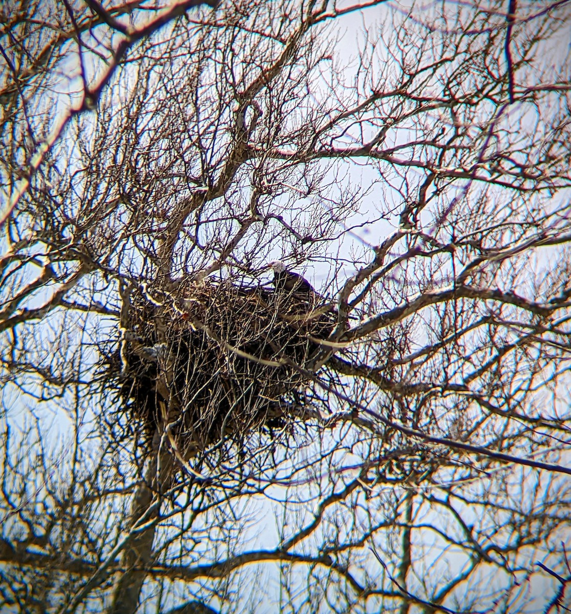 Bald Eagle - ML432086471