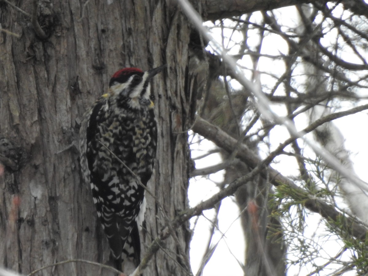 Yellow-bellied Sapsucker - Barbara Clise