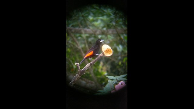 Alev Sokumlu Tangara (flammigerus) - ML432089051