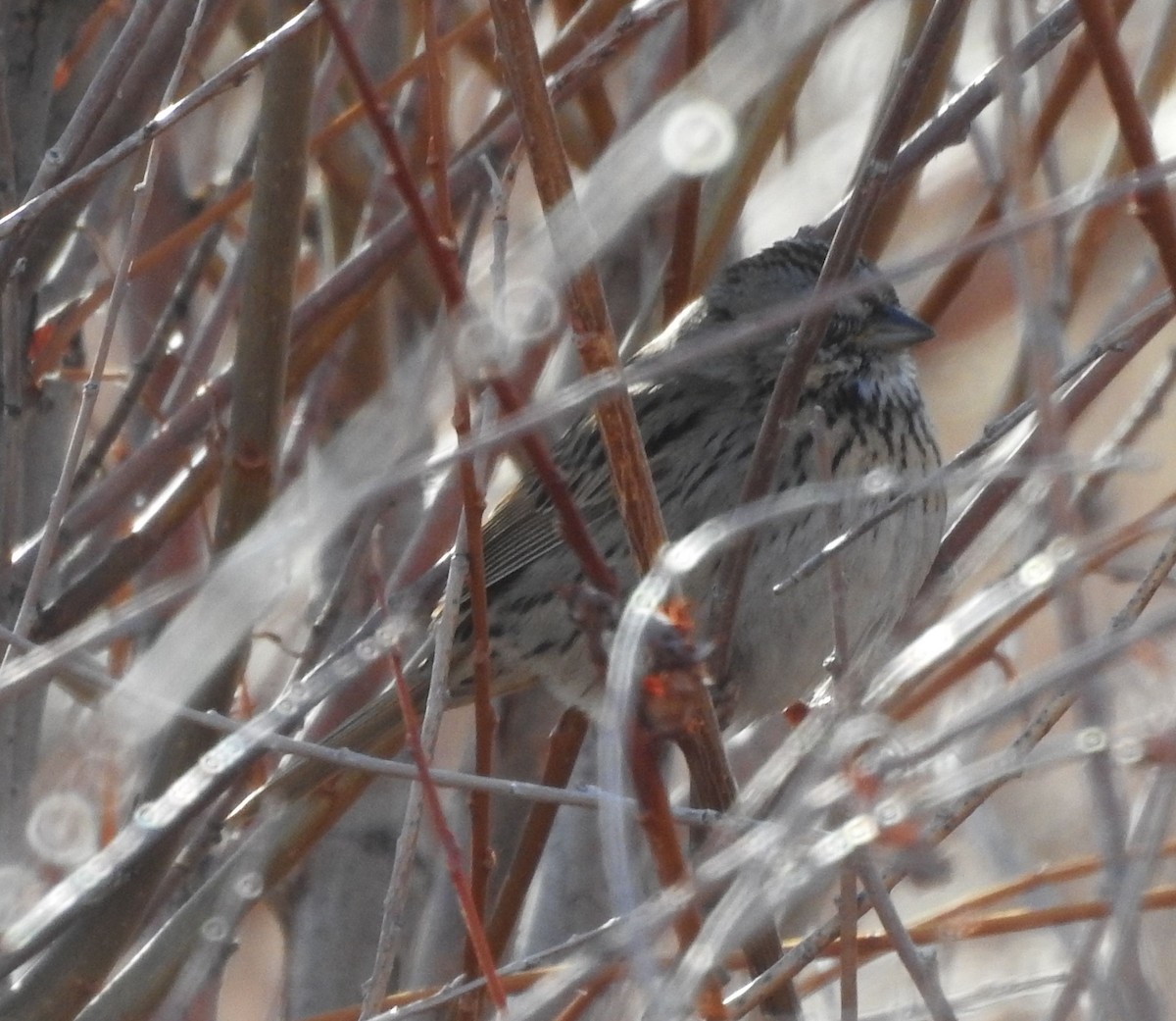 Lincoln's Sparrow - ML432091521