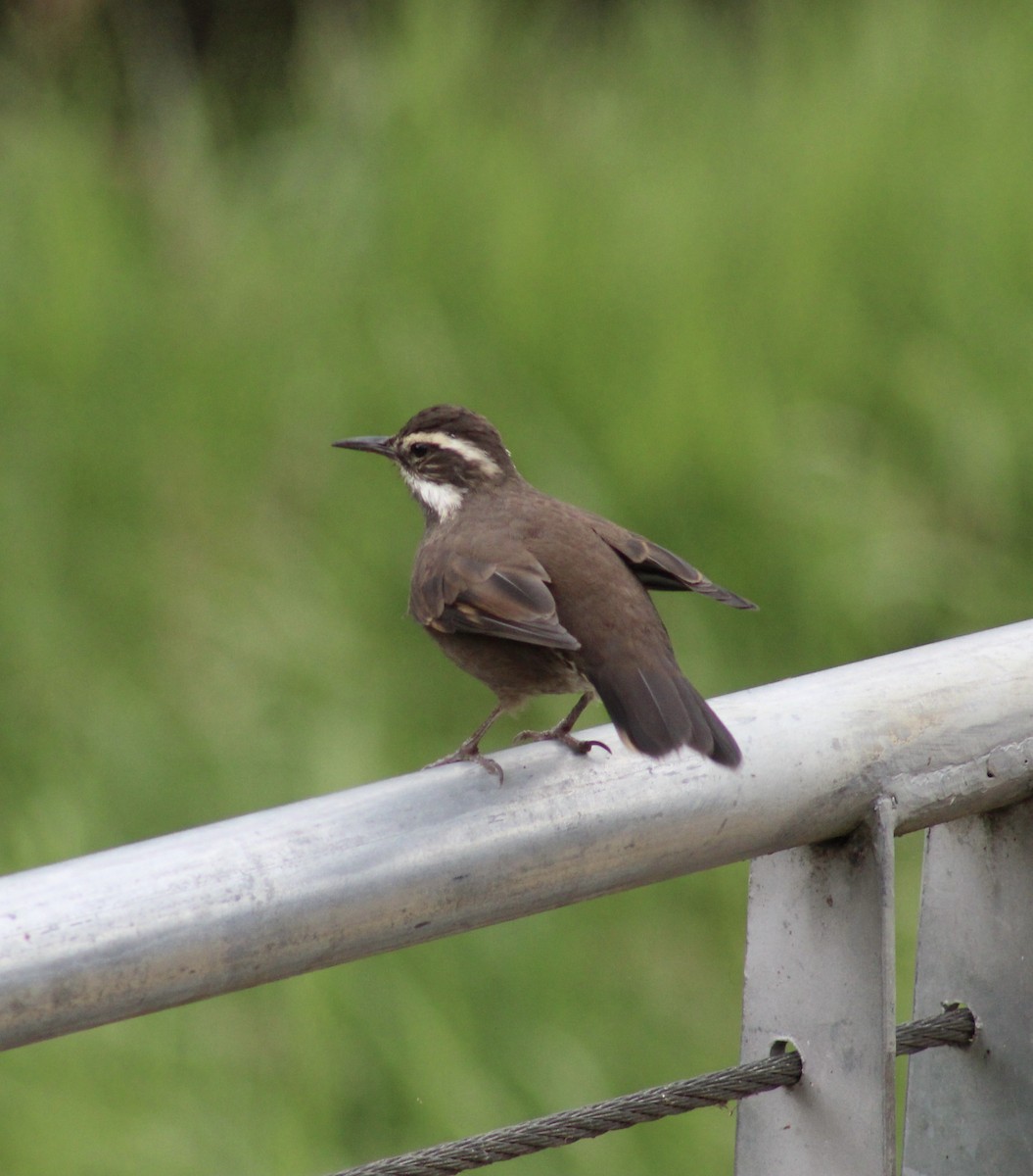 Dark-bellied Cinclodes - ML432092601