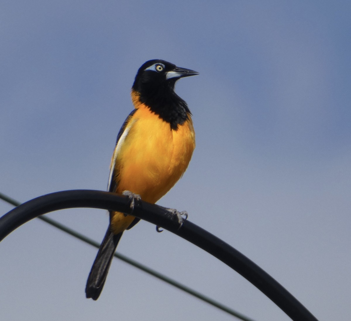 Venezuelan Troupial - ML432092781