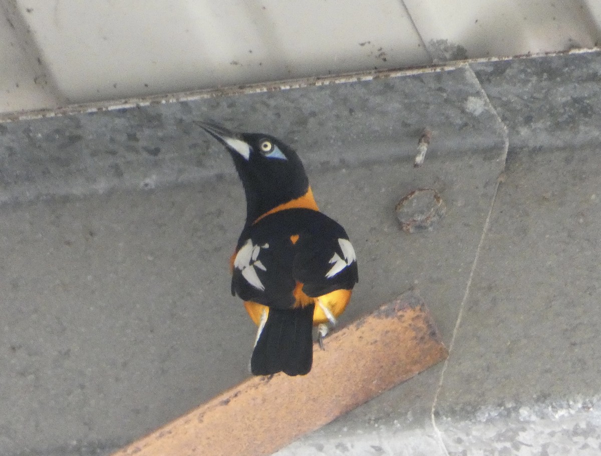 Venezuelan Troupial - ML432092801