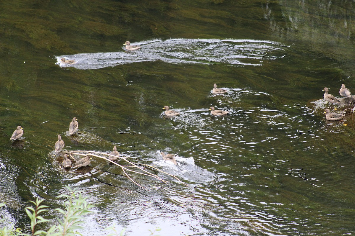 Yellow-billed Teal - ML432092921