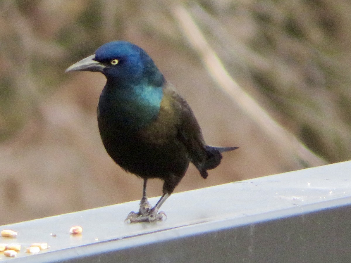 Common Grackle - ML432093271