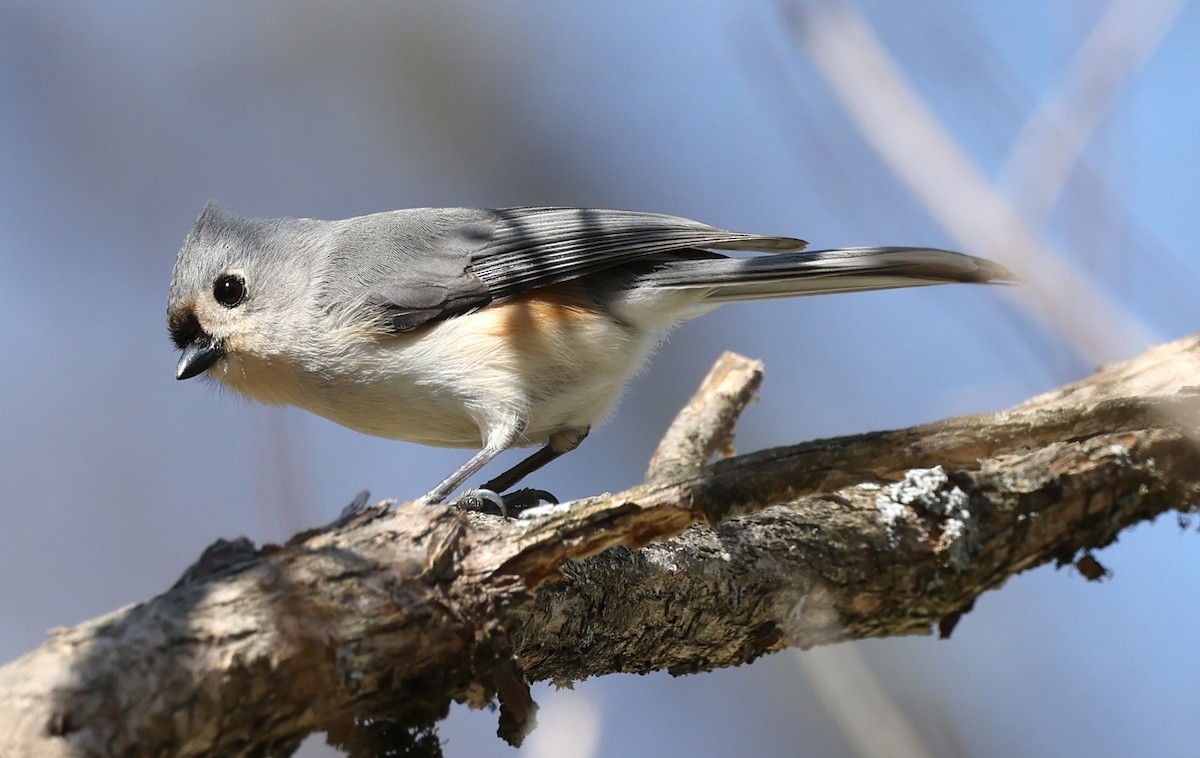 Tufted Titmouse - ML432094261