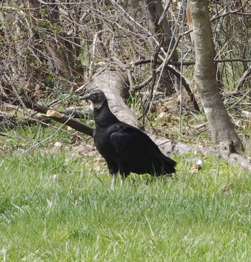 Black Vulture - ML432094441