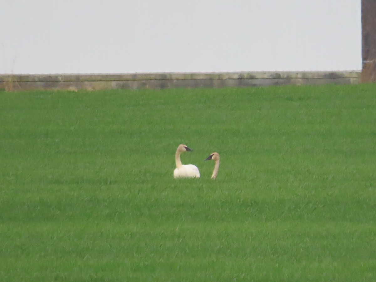 Trumpeter Swan - Patricia and Richard Williams