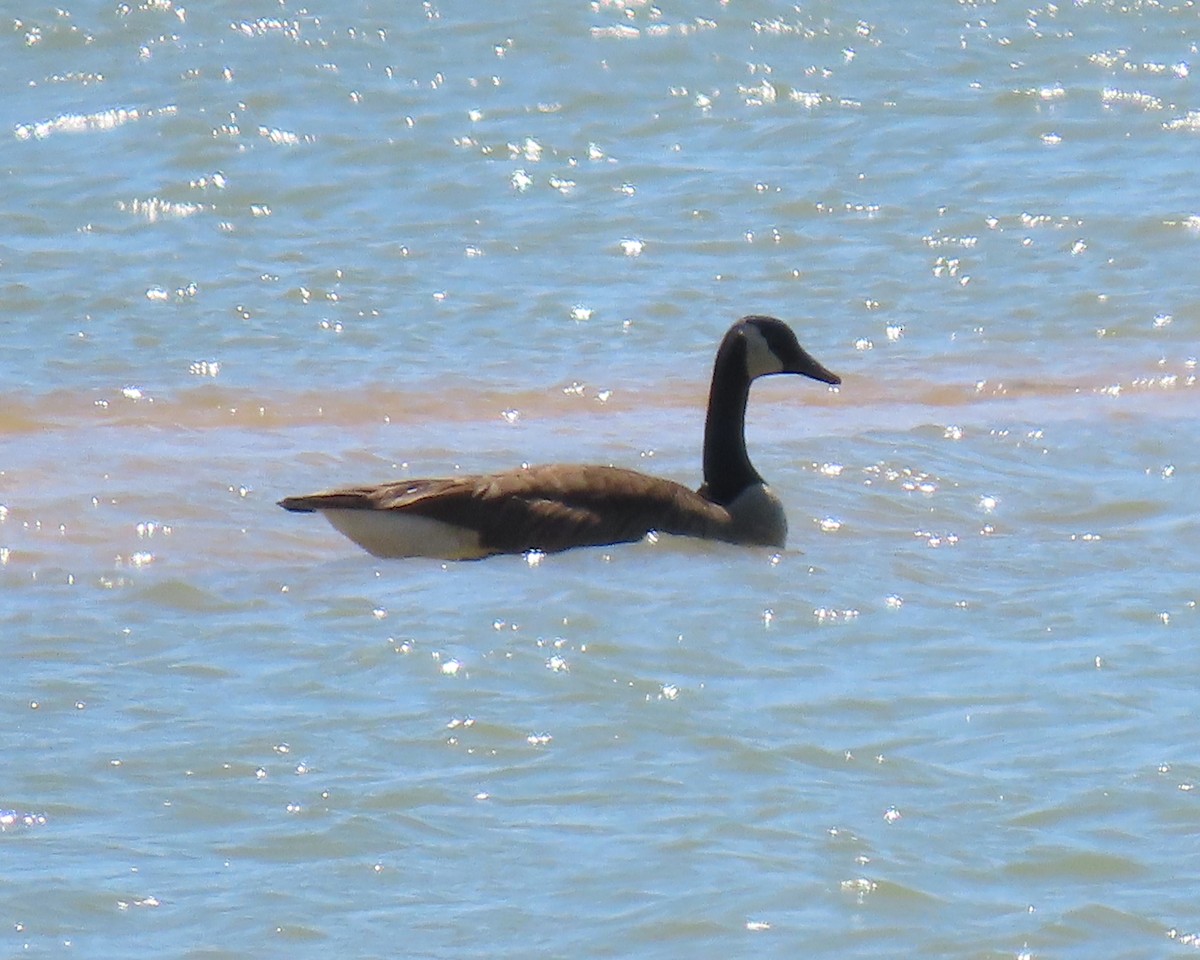 Канад галуу - ML432095751