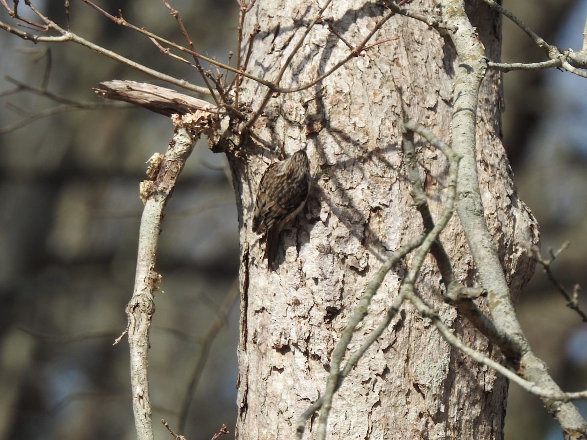 Brown Creeper - ML432096211