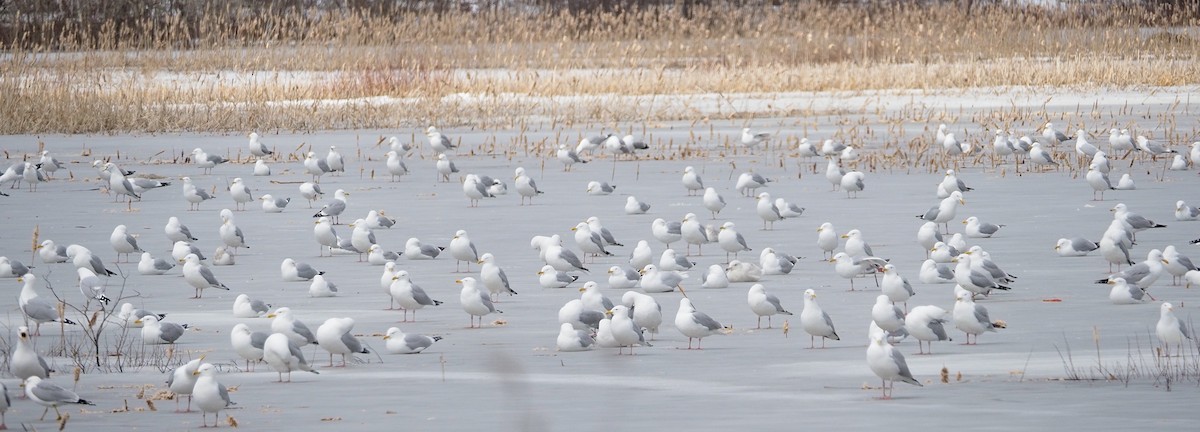 Herring Gull - ML432097811