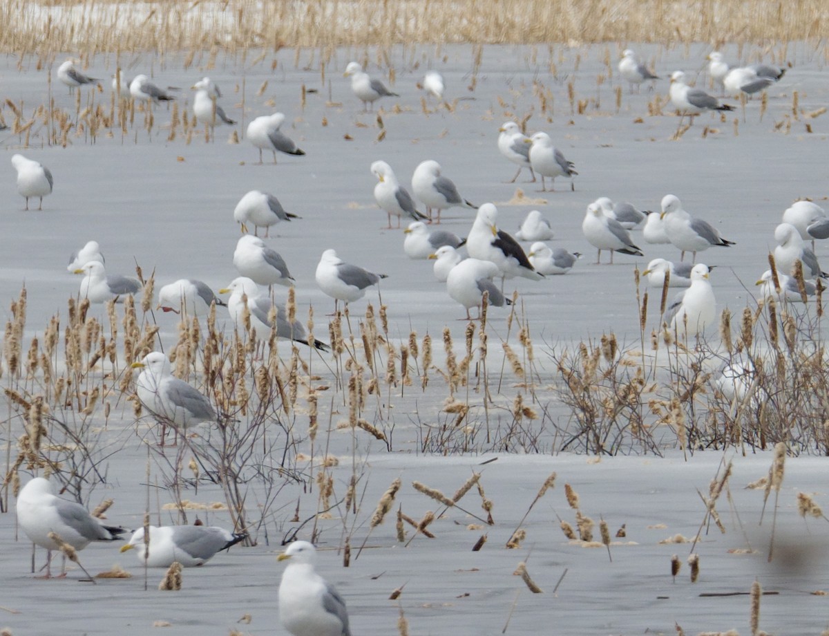 Great Black-backed Gull - ML432097821