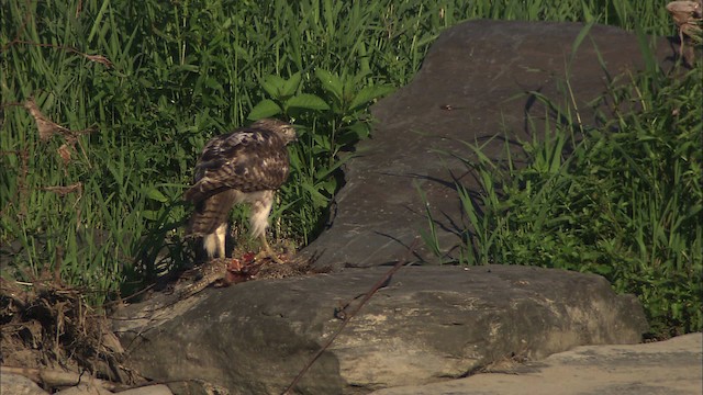 Red-tailed Hawk - ML432098