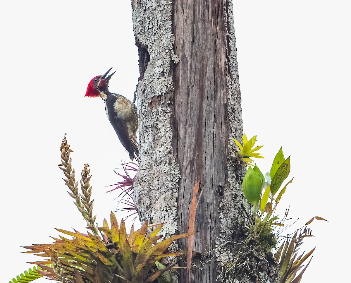 Lineated Woodpecker - ML432098341