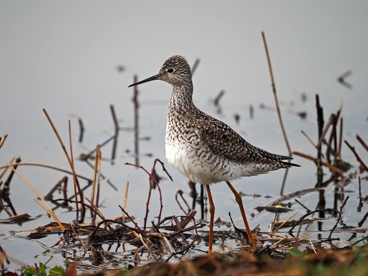 gulbeinsnipe - ML432098711