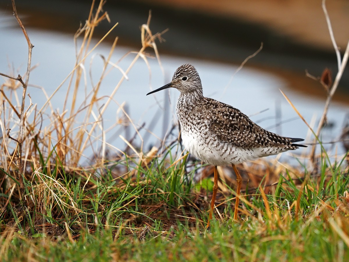 gulbeinsnipe - ML432098871