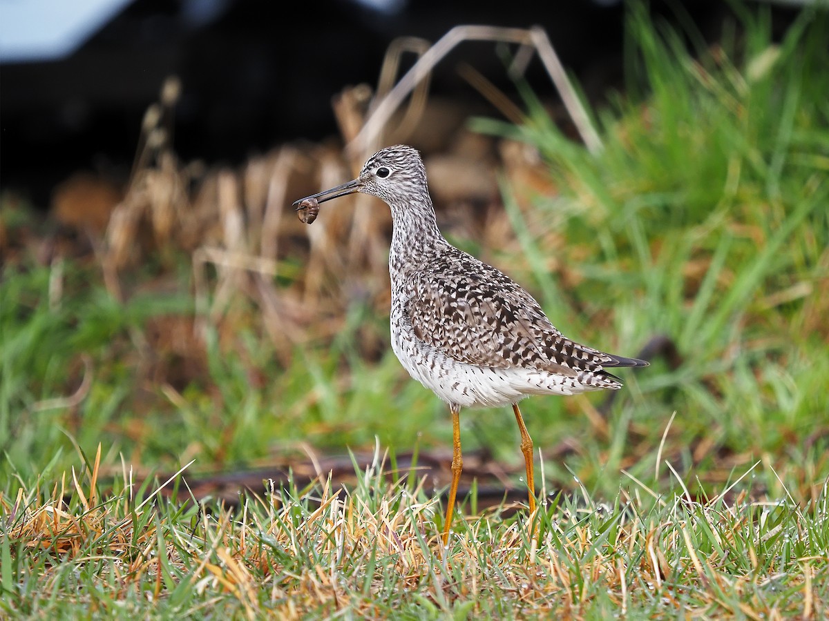 gulbeinsnipe - ML432098971