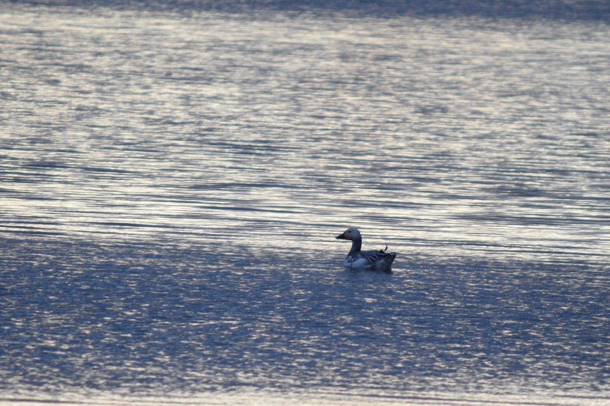 Snow Goose - ML432099711