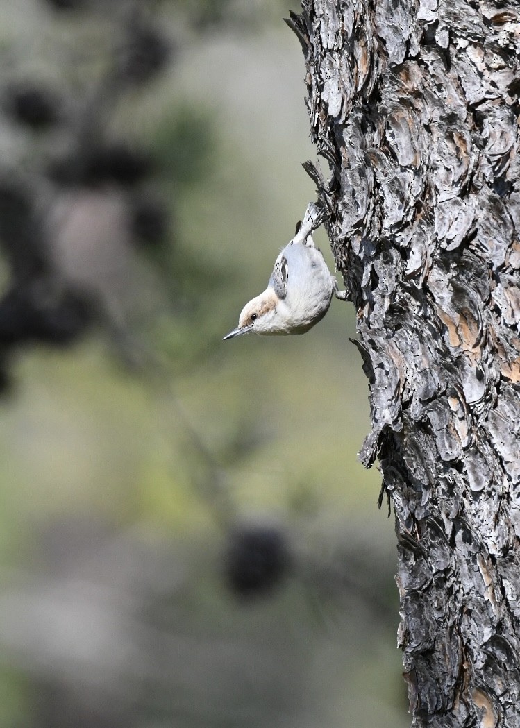 Brown-headed Nuthatch - ML432100751