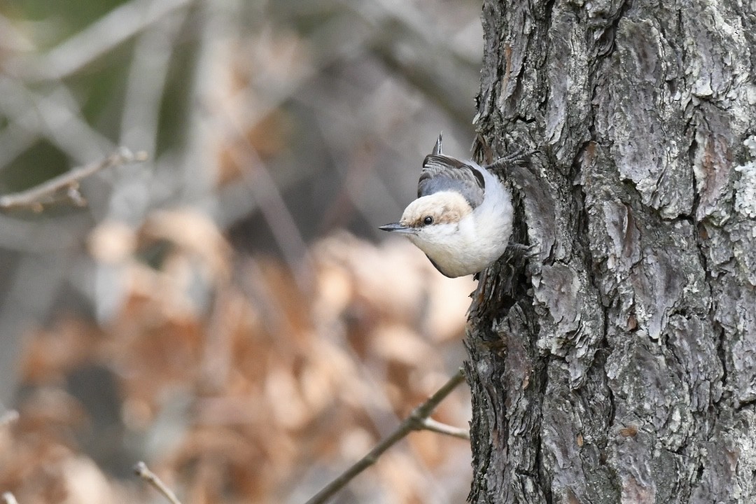 Brown-headed Nuthatch - ML432100771