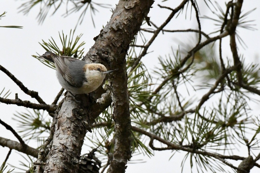 Brown-headed Nuthatch - ML432100781