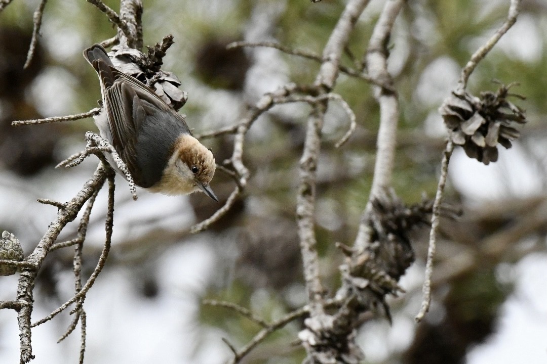 Brown-headed Nuthatch - ML432100791