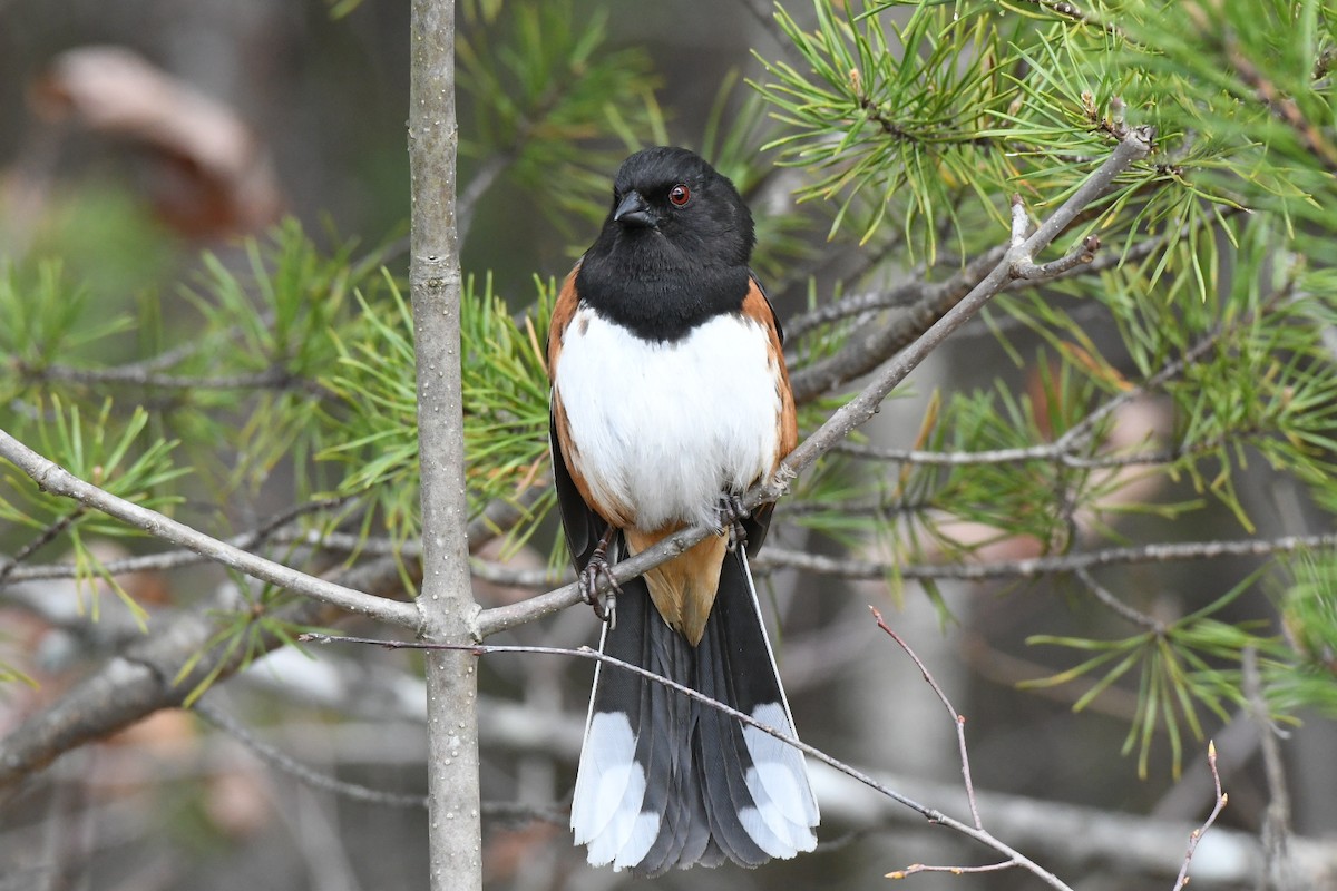 Eastern Towhee - ML432101111