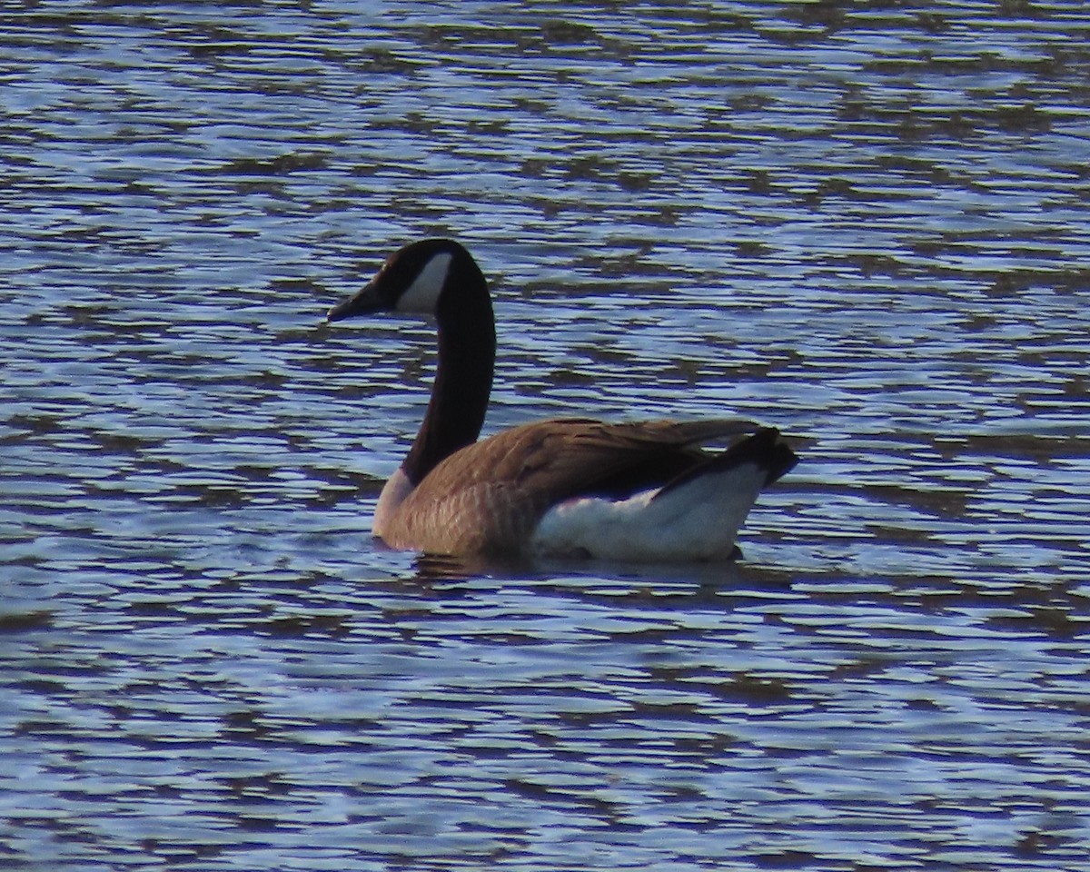 Canada Goose - ML432101191