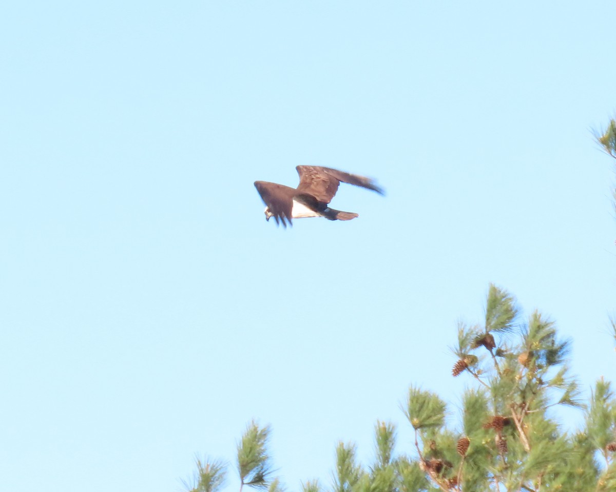 魚鷹 - ML432101331