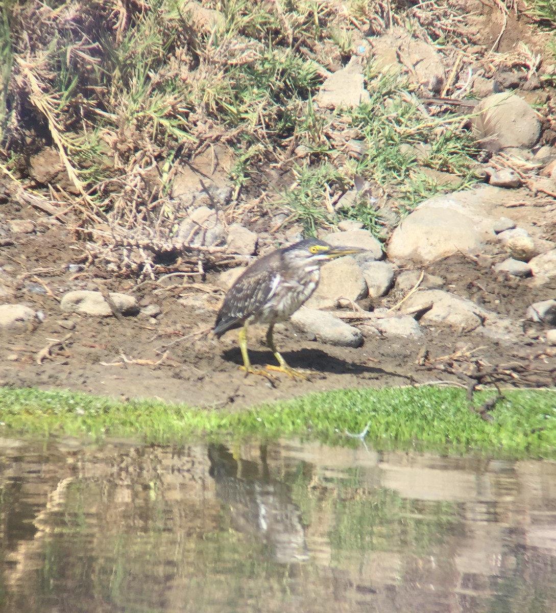 Striated Heron - ML432102121