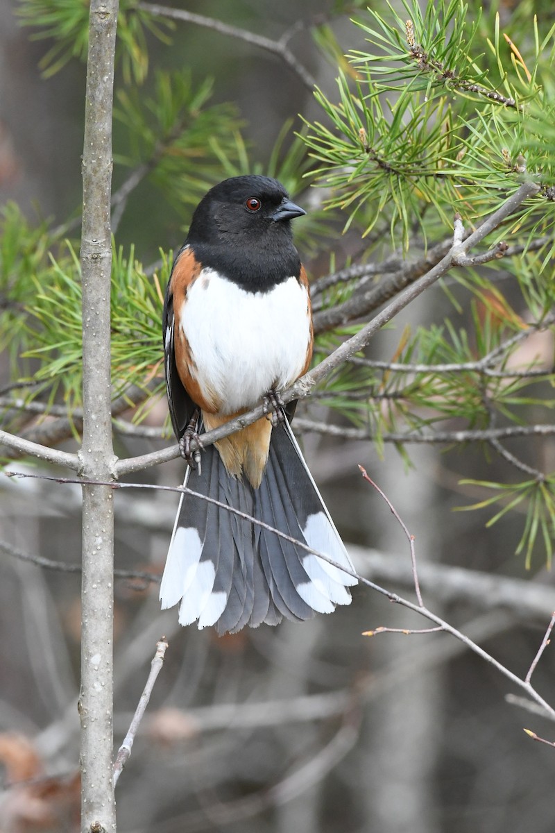 Eastern Towhee - ML432102491