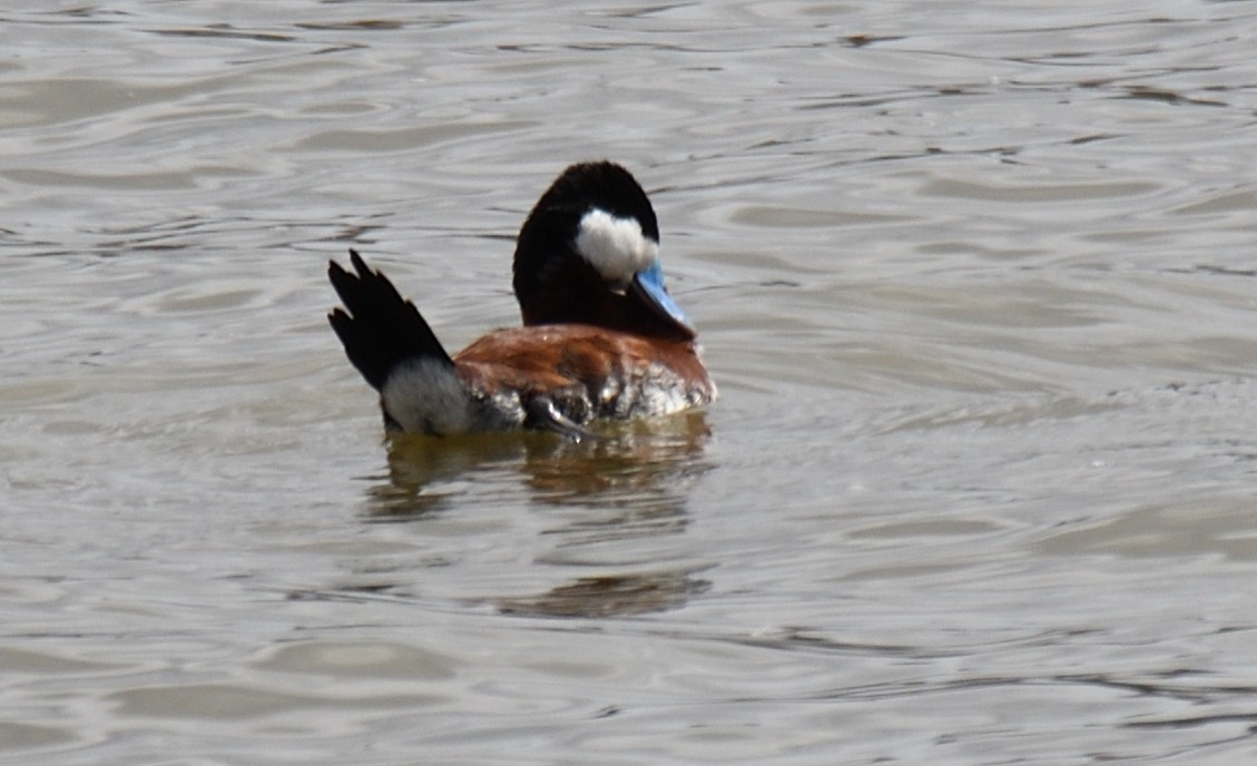 Ruddy Duck - Craig Boyhont