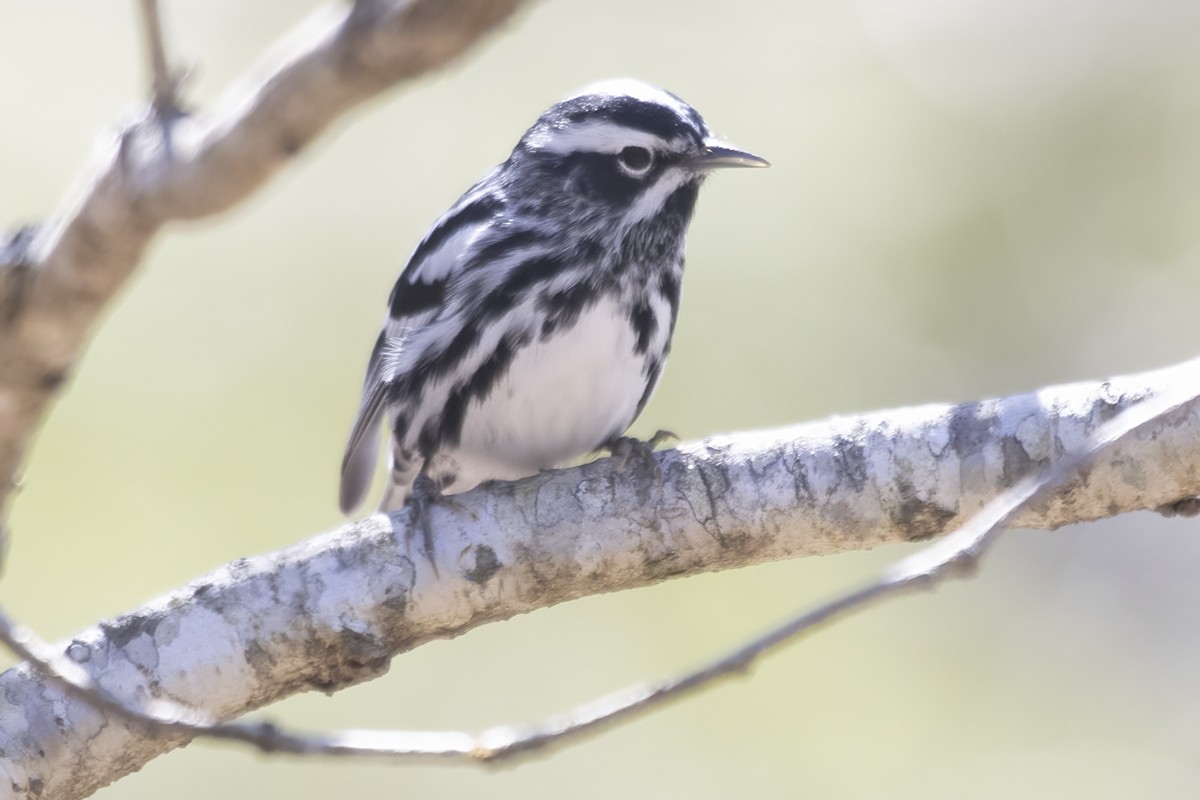 Black-and-white Warbler - ML432107291