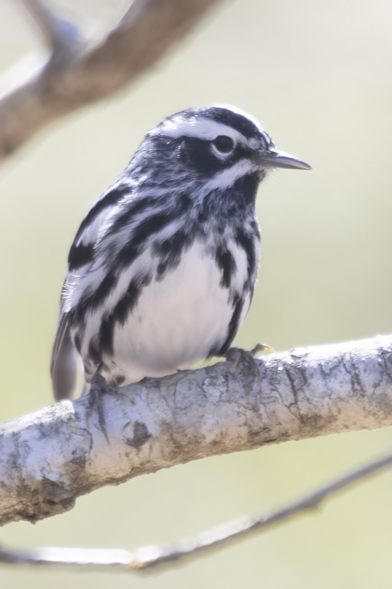 Black-and-white Warbler - ML432107661