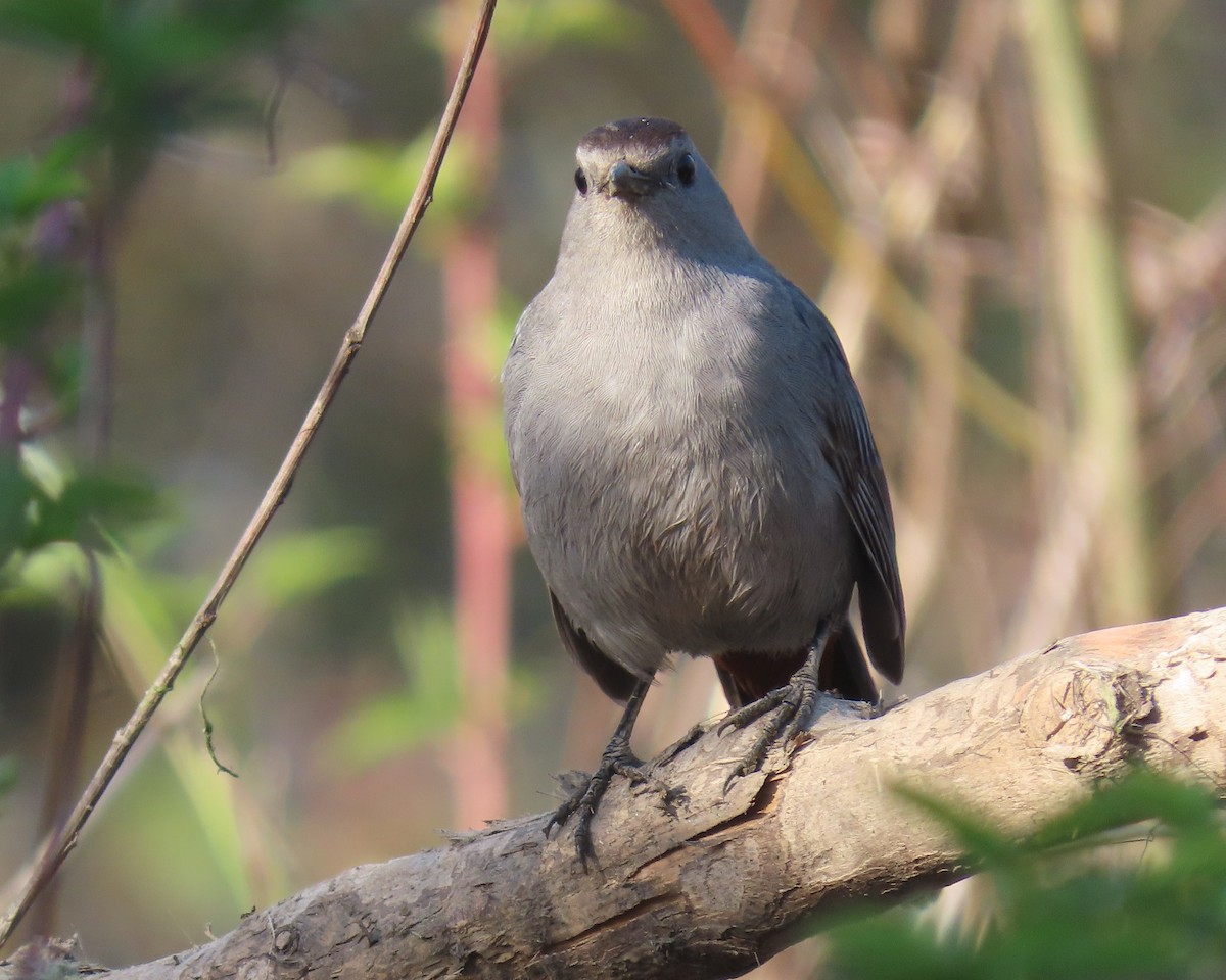 Pájaro Gato Gris - ML432108261