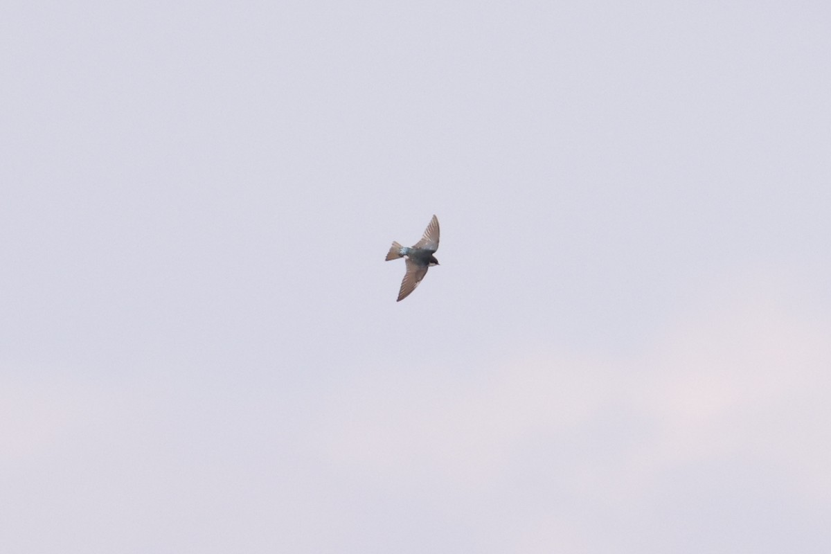 Tree Swallow - ML432108411