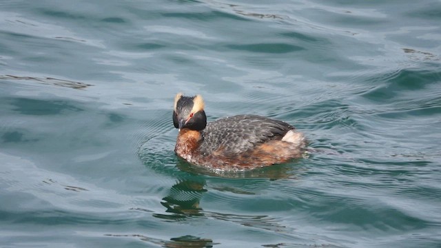 Horned Grebe - ML432111701