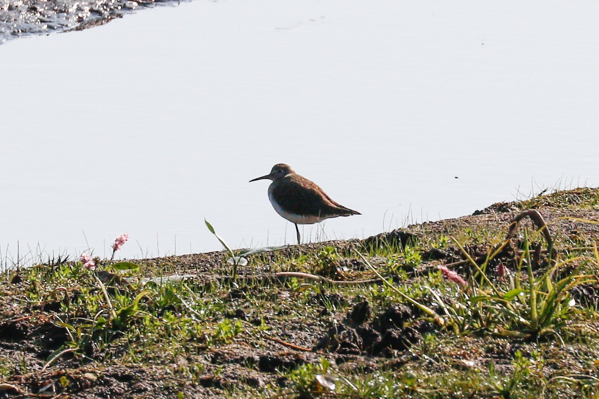 Solitary Sandpiper - ML432112911