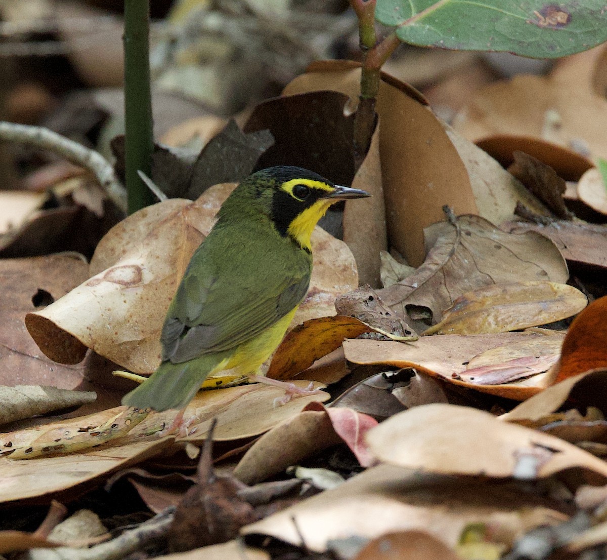 Kentucky Warbler - Sandy Townsend