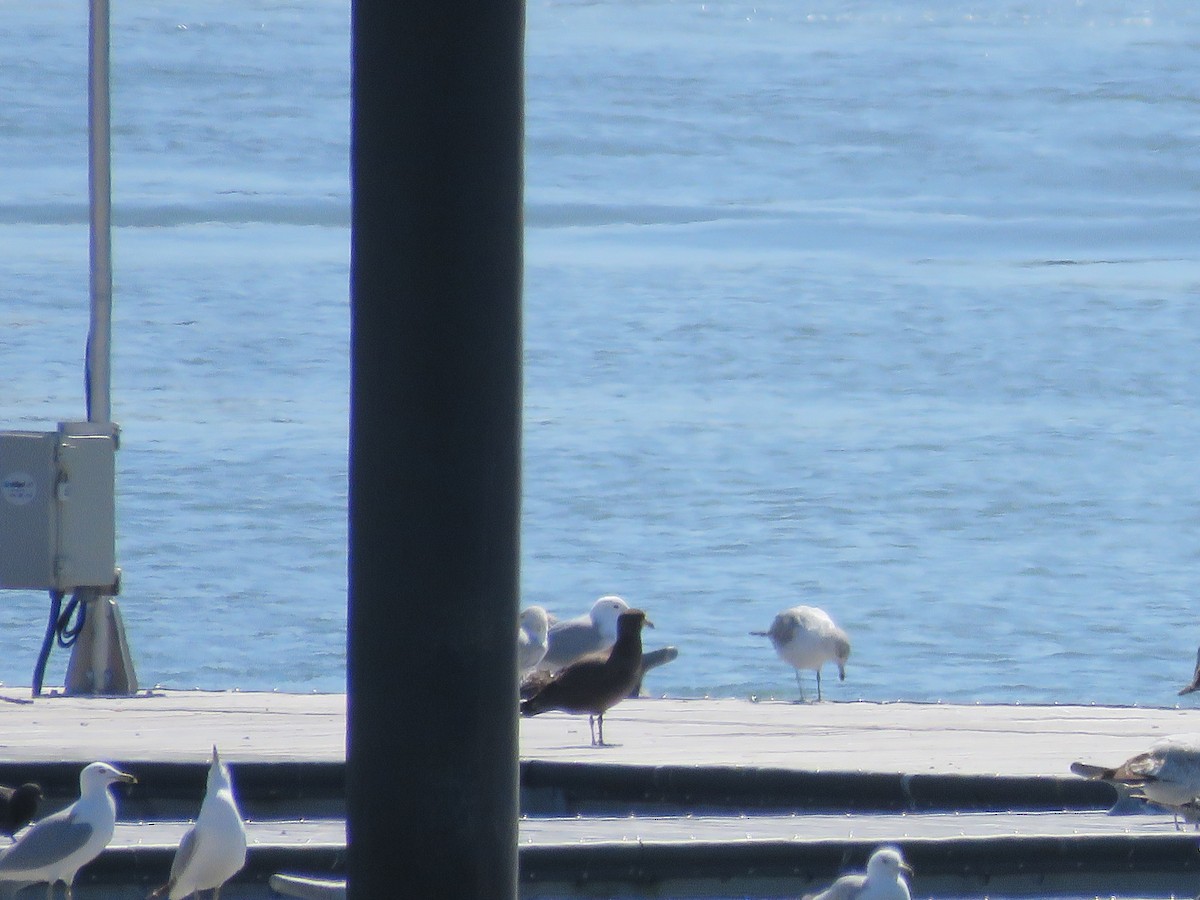 Heermann's Gull - ML432115001