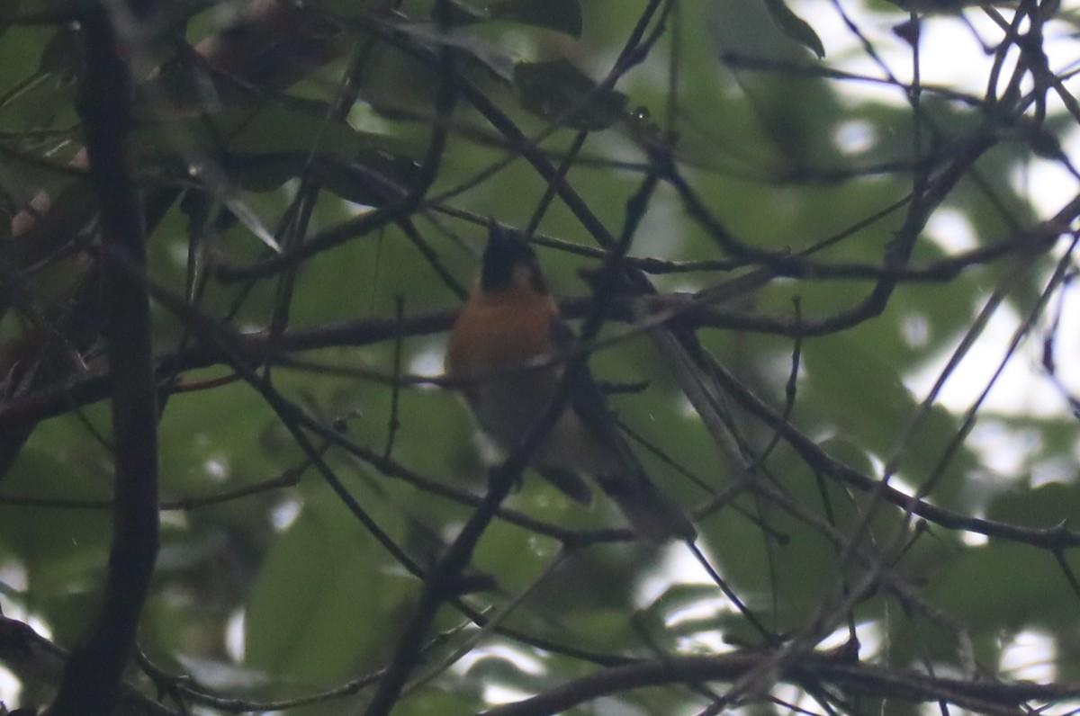 Spectacled Monarch - Paul Rowan