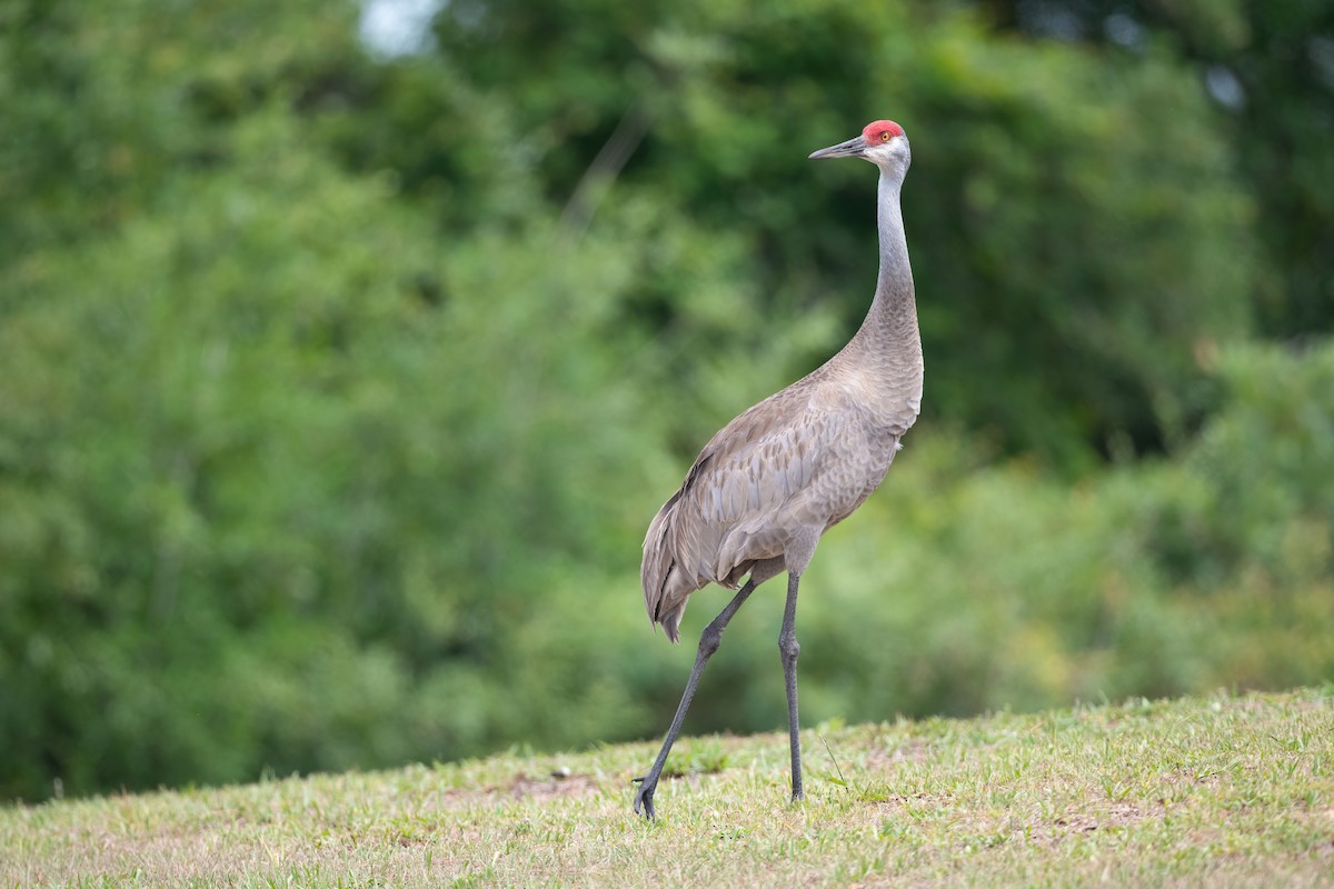 Sandhill Crane - ML432119661