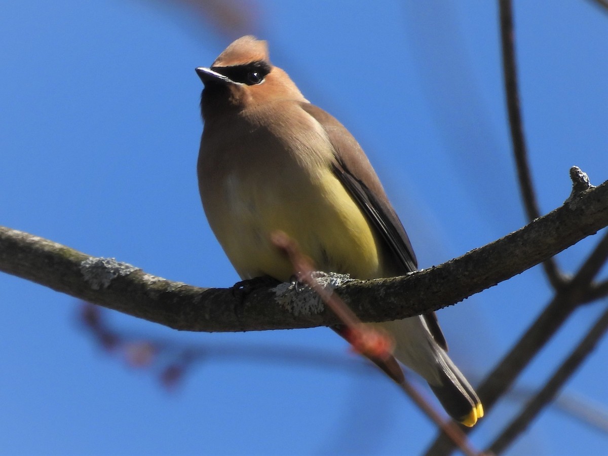 Cedar Waxwing - ML432121591