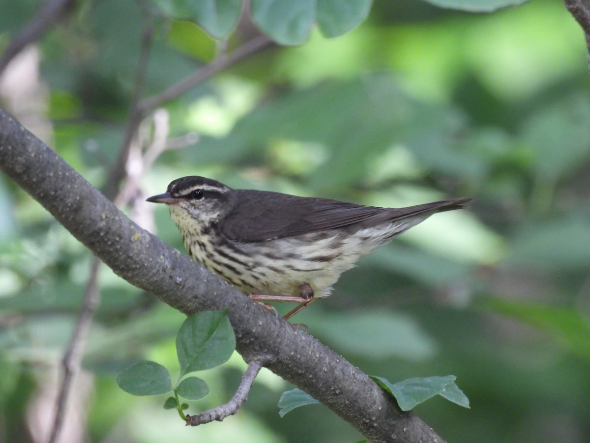 Northern Waterthrush - ML432123411