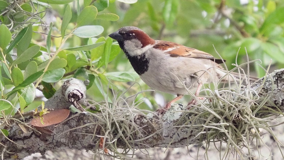 House Sparrow - Fran Meyerson