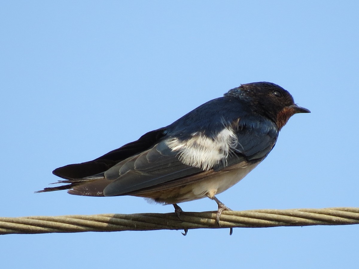 Barn Swallow - ML432125021