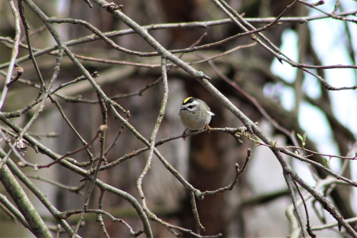 Golden-crowned Kinglet - ML432127431