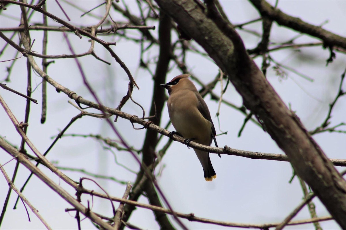 Cedar Waxwing - ML432127501