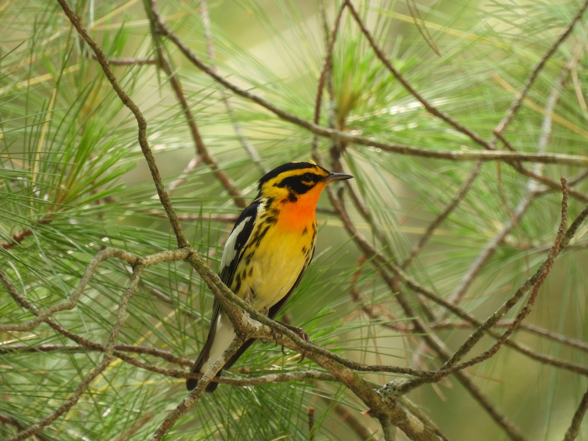 Blackburnian Warbler - ML432128871